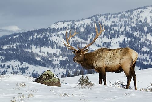 Bull Elk-Winter in the Rockies Photography Print